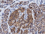 CBWD1 Antibody in Immunohistochemistry (Paraffin) (IHC (P))