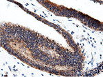 CBWD1 Antibody in Immunohistochemistry (Paraffin) (IHC (P))