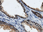 CBWD1 Antibody in Immunohistochemistry (Paraffin) (IHC (P))