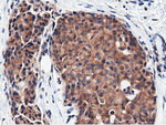 CBWD1 Antibody in Immunohistochemistry (Paraffin) (IHC (P))