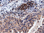 CBWD1 Antibody in Immunohistochemistry (Paraffin) (IHC (P))