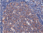 CBWD1 Antibody in Immunohistochemistry (Paraffin) (IHC (P))