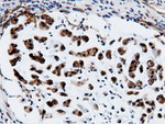 CBWD1 Antibody in Immunohistochemistry (Paraffin) (IHC (P))