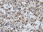 CBWD1 Antibody in Immunohistochemistry (Paraffin) (IHC (P))