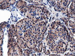 CBWD1 Antibody in Immunohistochemistry (Paraffin) (IHC (P))