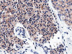 CBWD1 Antibody in Immunohistochemistry (Paraffin) (IHC (P))