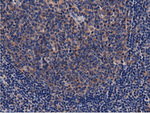 CBWD1 Antibody in Immunohistochemistry (Paraffin) (IHC (P))