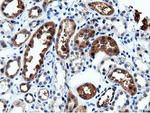 CBWD1 Antibody in Immunohistochemistry (Paraffin) (IHC (P))