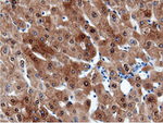 CBWD1 Antibody in Immunohistochemistry (Paraffin) (IHC (P))
