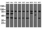 CBWD1 Antibody in Western Blot (WB)