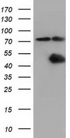CBWD1 Antibody in Western Blot (WB)