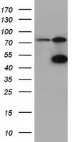 CBWD1 Antibody in Western Blot (WB)