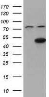 CBWD1 Antibody in Western Blot (WB)