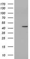 CBWD1 Antibody in Western Blot (WB)