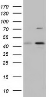 CBWD1 Antibody in Western Blot (WB)