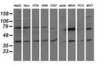 CBWD1 Antibody in Western Blot (WB)