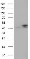CBWD1 Antibody in Western Blot (WB)