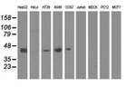 CBWD1 Antibody in Western Blot (WB)