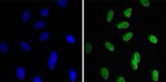 HP1 beta Antibody in Immunocytochemistry (ICC/IF)
