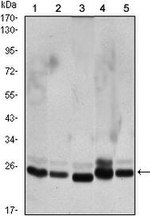 HP1 beta Antibody in Western Blot (WB)