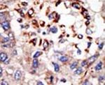 CBX8 Antibody in Immunohistochemistry (IHC)