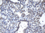 CBX8 Antibody in Immunohistochemistry (Paraffin) (IHC (P))