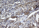 CBX8 Antibody in Immunohistochemistry (Paraffin) (IHC (P))