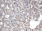 CBX8 Antibody in Immunohistochemistry (Paraffin) (IHC (P))