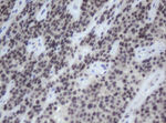 CBX8 Antibody in Immunohistochemistry (Paraffin) (IHC (P))