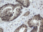 CBX8 Antibody in Immunohistochemistry (Paraffin) (IHC (P))