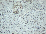 CBX8 Antibody in Immunohistochemistry (Paraffin) (IHC (P))