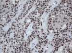CBX8 Antibody in Immunohistochemistry (Paraffin) (IHC (P))