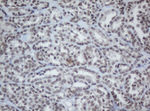 CBX8 Antibody in Immunohistochemistry (Paraffin) (IHC (P))