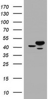 CBX8 Antibody in Western Blot (WB)