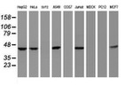 CBX8 Antibody in Western Blot (WB)