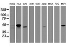 CBX8 Antibody in Western Blot (WB)