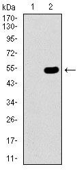 CBX8 Antibody in Western Blot (WB)