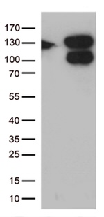 CCDC132 Antibody in Western Blot (WB)