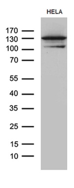CCDC132 Antibody in Western Blot (WB)