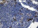 CCDC22 Antibody in Immunohistochemistry (Paraffin) (IHC (P))