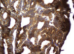 CCDC93 Antibody in Immunohistochemistry (Paraffin) (IHC (P))