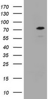 CCDC93 Antibody in Western Blot (WB)