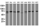 CCDC93 Antibody in Western Blot (WB)
