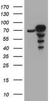 CCDC93 Antibody in Western Blot (WB)