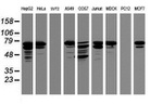 CCDC93 Antibody in Western Blot (WB)