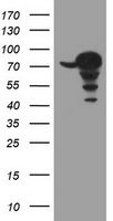 CCDC93 Antibody in Western Blot (WB)