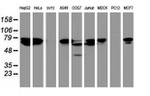 CCDC93 Antibody in Western Blot (WB)