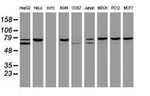 CCDC93 Antibody in Western Blot (WB)