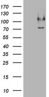 CCDC93 Antibody in Western Blot (WB)