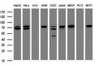 CCDC93 Antibody in Western Blot (WB)
